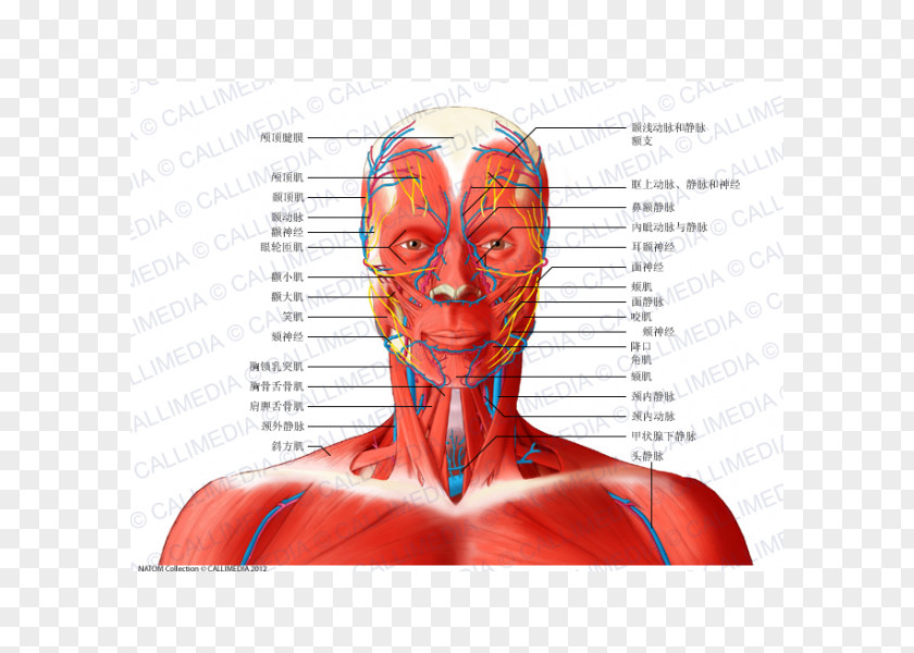 Neck Bloodstain Head And Anatomy Muscle Anterior Triangle Of The PNG