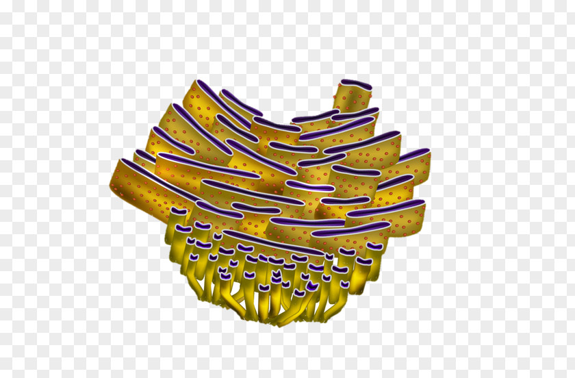 Rough Endoplasmic Reticulum Smooth Cell Organelle PNG