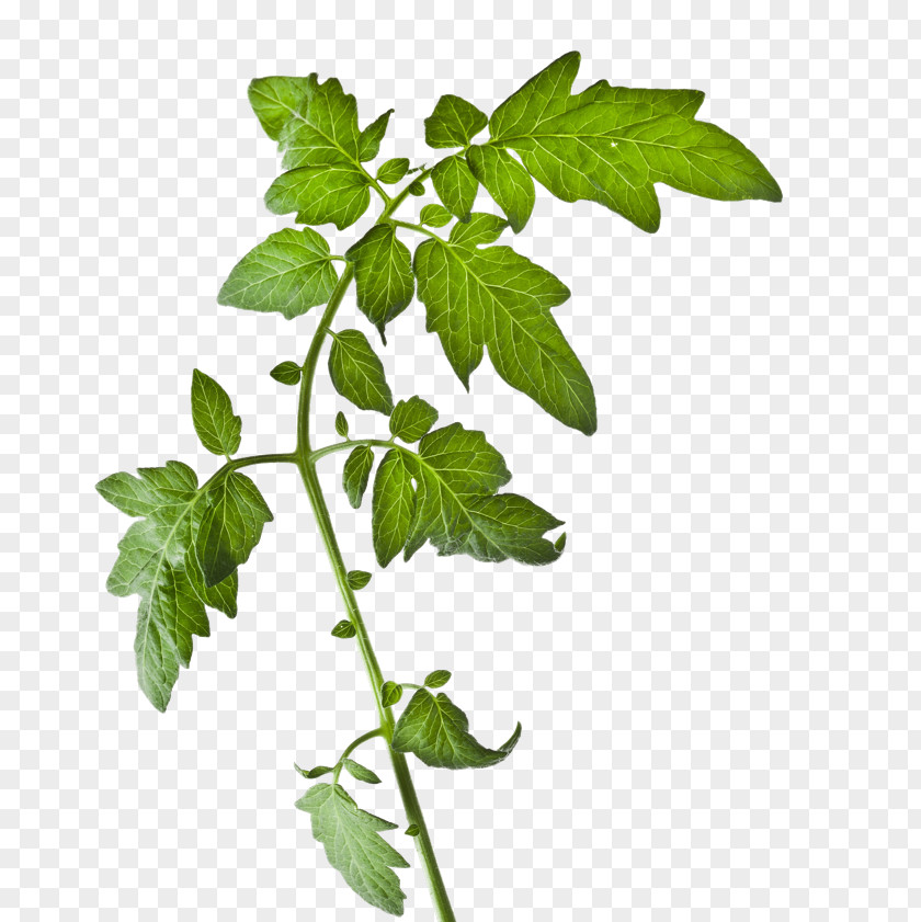 Tomato Plant Stock Photography Vegetable PNG