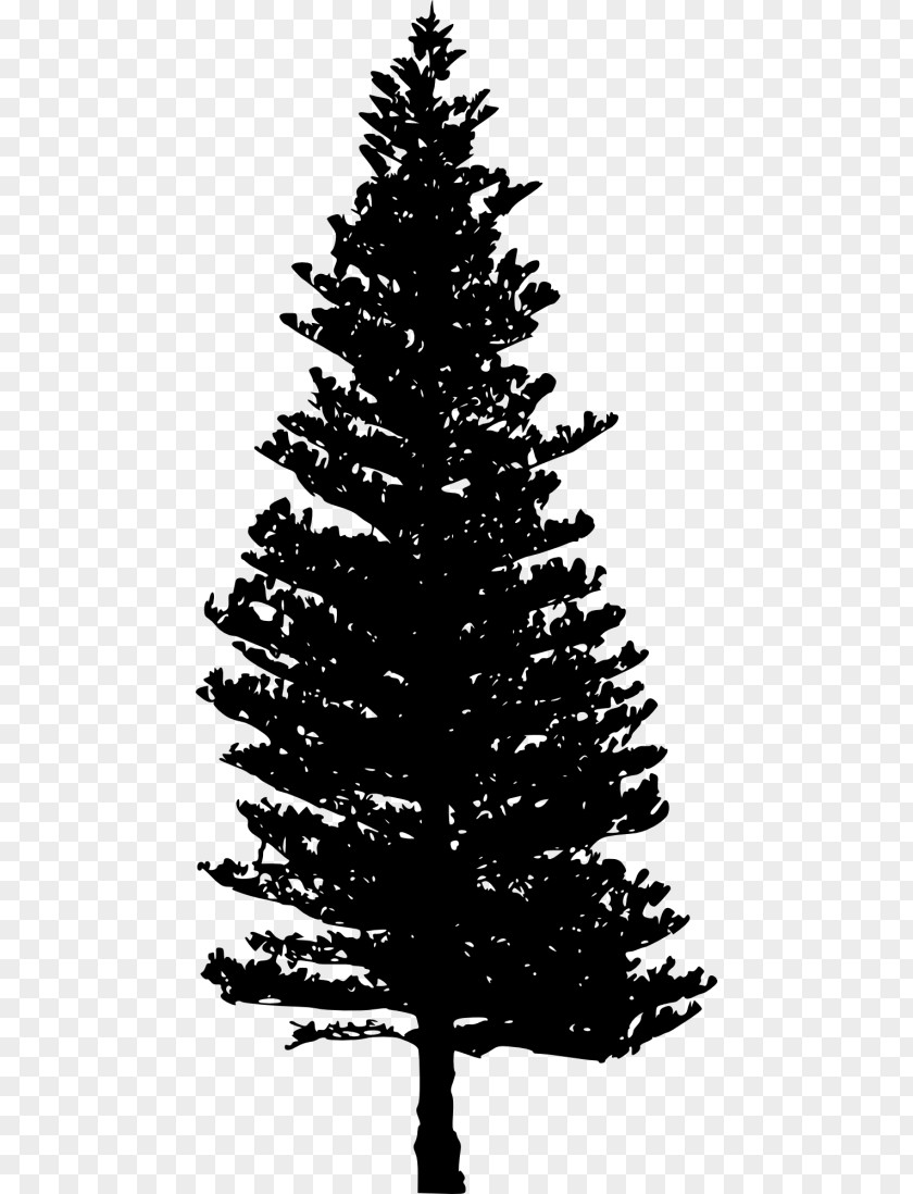 Tree Douglas Fir Clip Art PNG