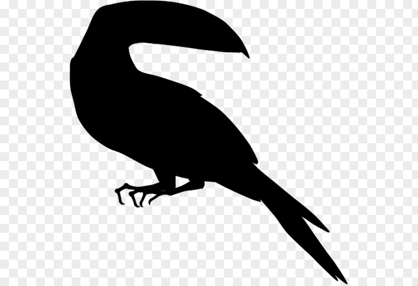 Beak Clip Art Fauna Silhouette PNG