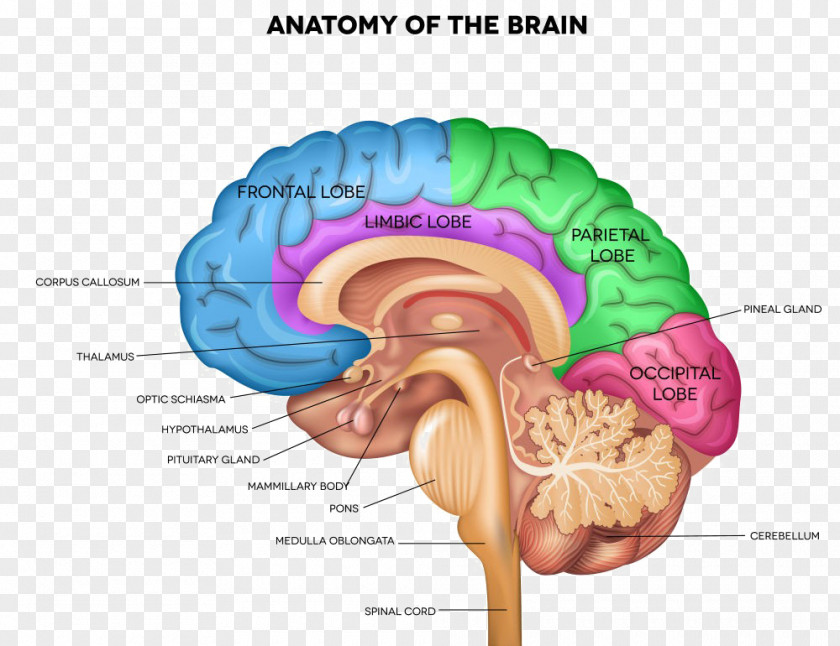 Brain Human Anatomy Body Sagittal Plane PNG