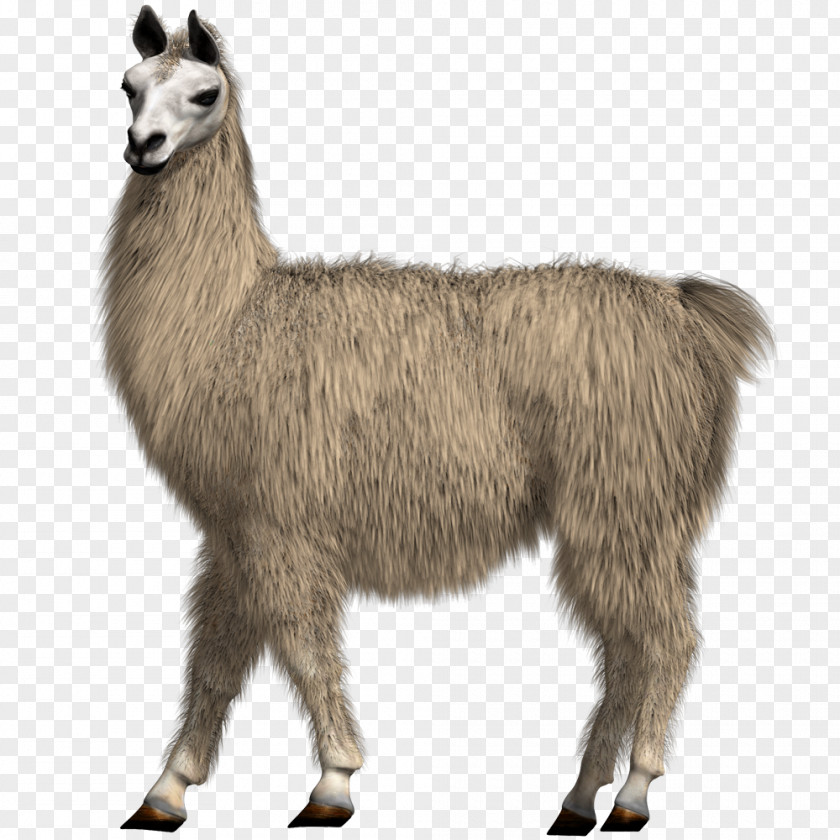 Camel Llama Alpaca Drawing PNG