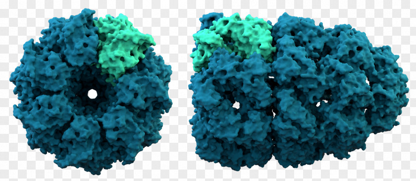 Crystal Protein Structure Chaperonin Folding Chaperone PNG