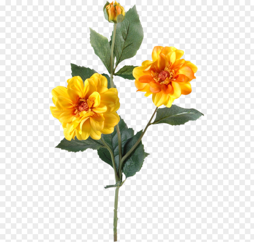 Flower Animaatio PNG