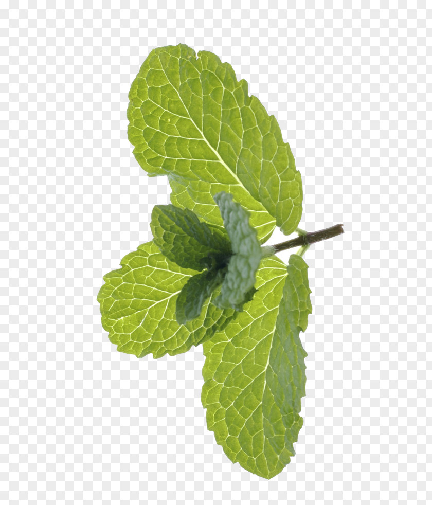 Free Mint Green To Pull The Material Peppermint Mentha Spicata Euclidean Vector PNG