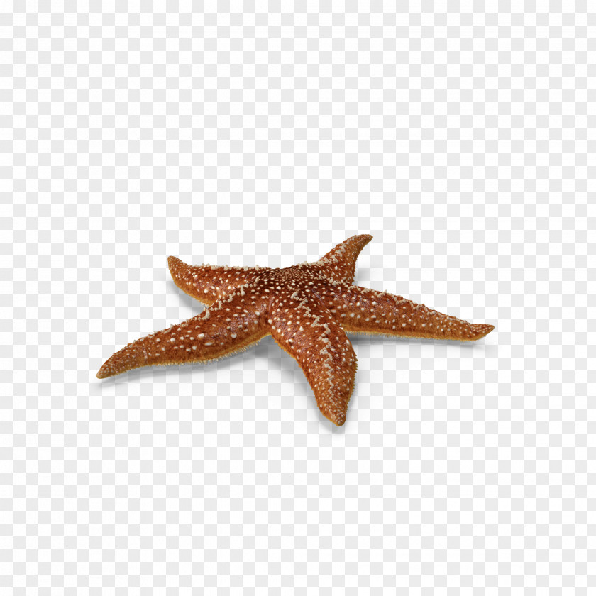 Marine Life Starfish Callopatiria Granifera PNG