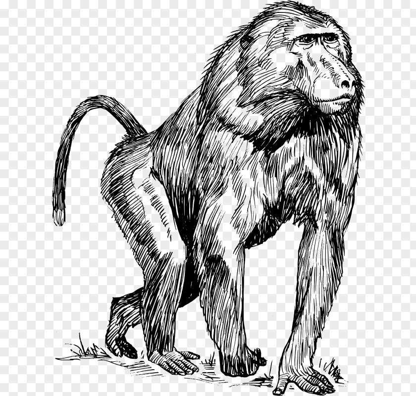 Orangutan Vector Mandrill Ape Primate Drawing Clip Art PNG
