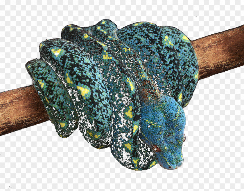 South Side Serpents Turquoise Reptile PNG