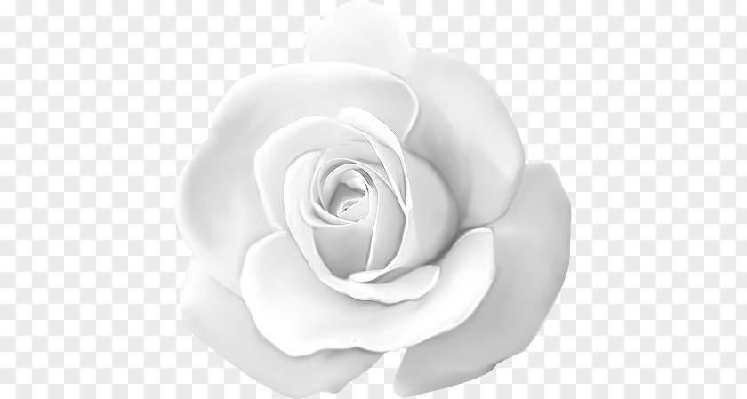 White Roses PNG roses clipart PNG
