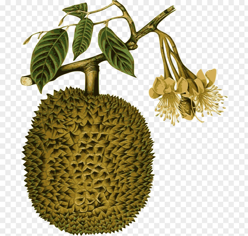 Durian Ornament Durio Zibethinus Thai Cuisine Kutejensis Fruit Southeast Asia PNG