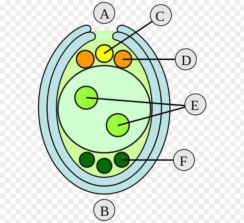Embryo Ovule Double Fertilization Megaspore Gametophyte PNG