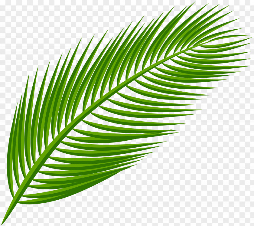 Palm Leaf Transparent Clip Art Image Arecaceae PNG