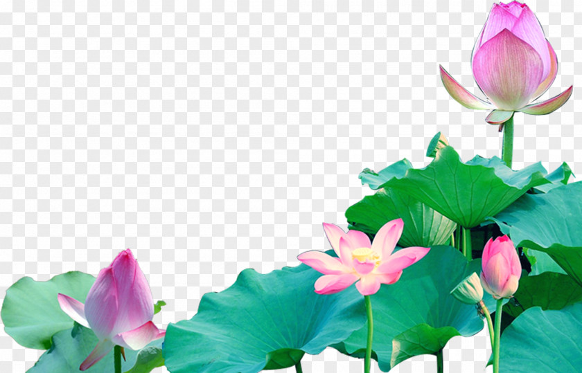 Pink Lotus Seed Wallpaper PNG