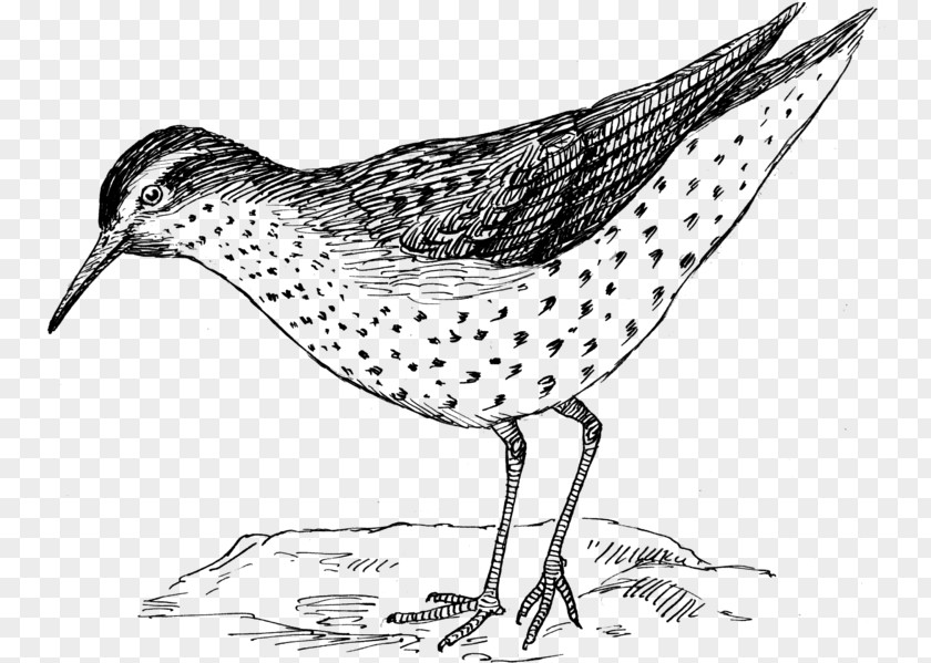 Sandpiper Pedagogy Education Biodiversity Beak Bird PNG