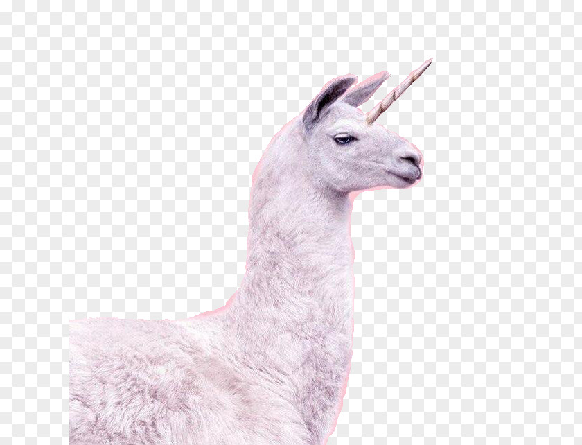 Unicorn Horn Llama Horse Invisible Pink PNG