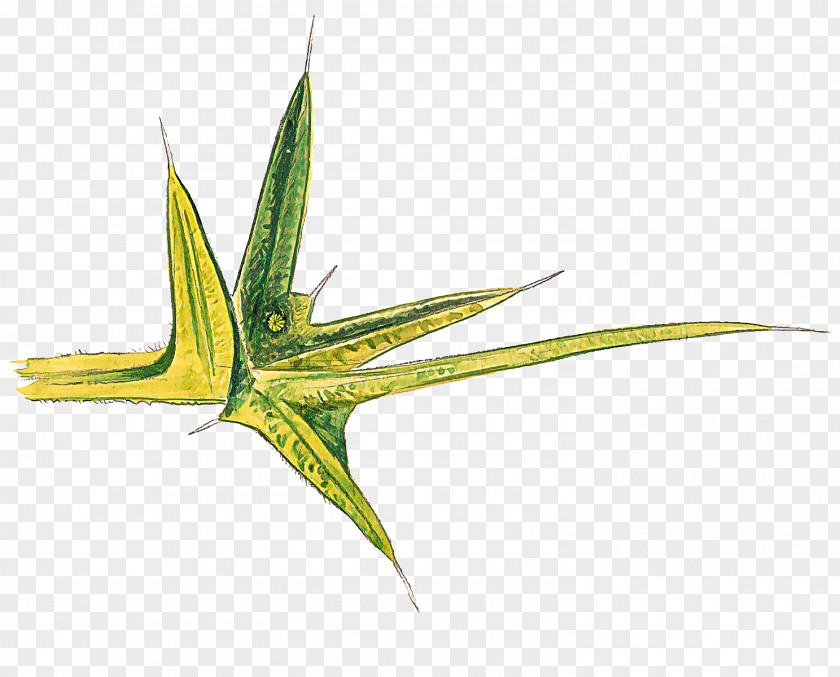 Chlorophyta Perennial Plant Leaf Flower Flowering Aloe PNG
