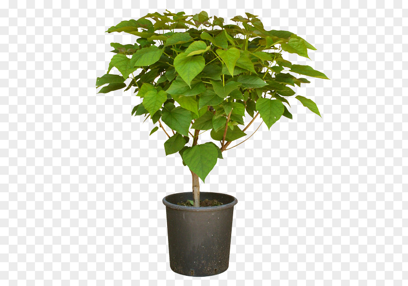Mosquito Chinese Sweet Plum Vessel Element Plant Shrub PNG