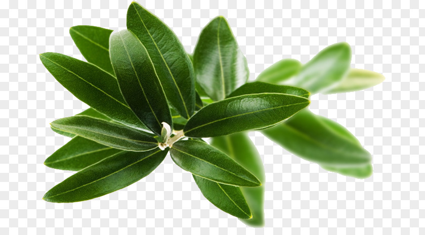 Olive Tree Fruit Verjuice Skin Health Medicine PNG