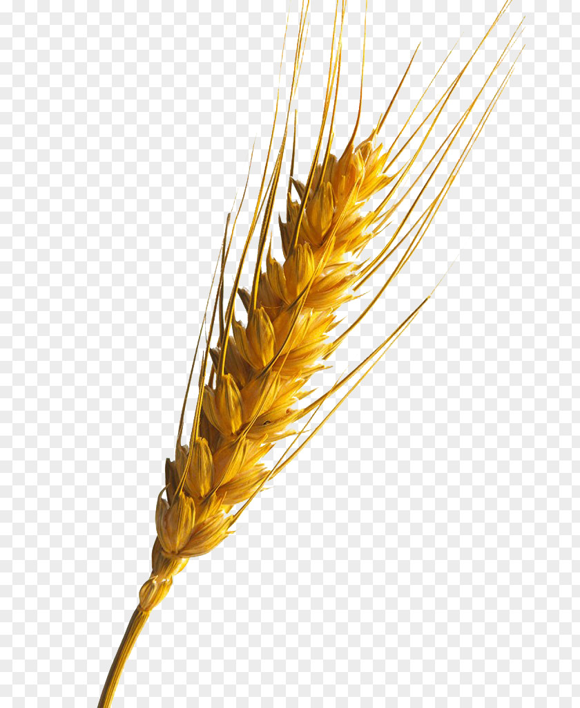 Wheat Emmer Information PNG