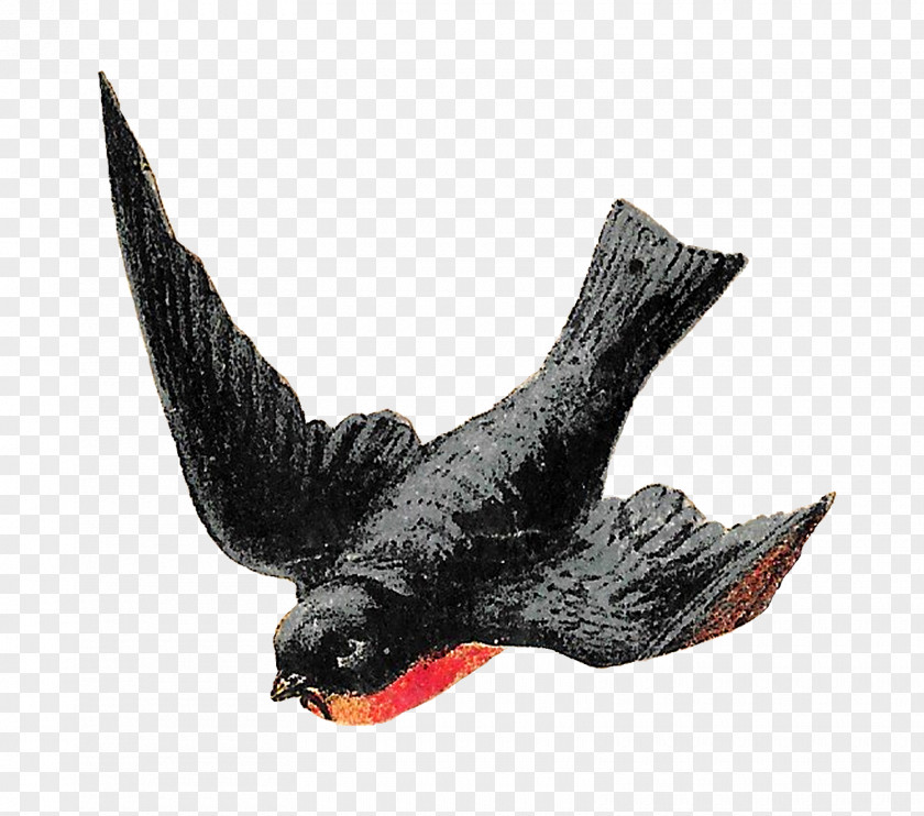 Bird Beak Flight Clip Art PNG