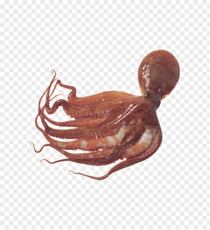 CES Giant Pacific Octopus Squid As Food Typical Octopuses PNG