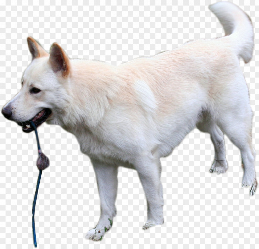 Cut Dog Pungsan Canadian Eskimo Canaan Korean Jindo Norwegian Buhund PNG