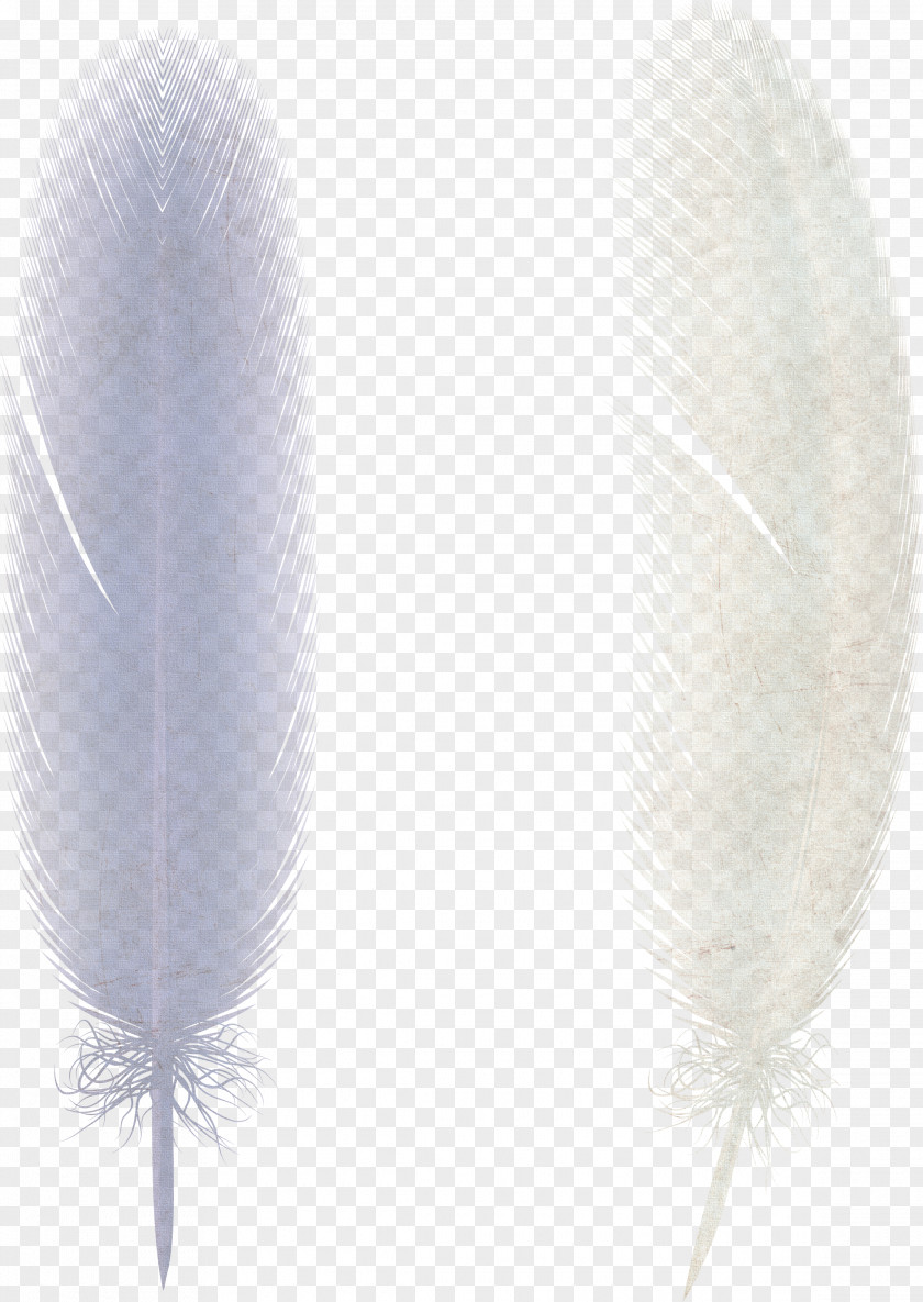 Feather Bird Illustration PNG