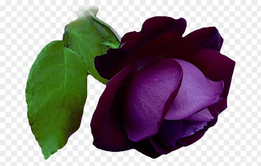 Flower Garden Roses Cabbage Rose Clip Art PNG