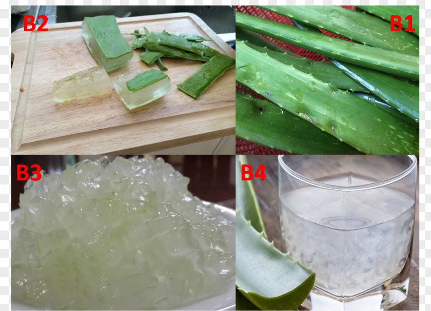Kho-kho Cat Ice Frozen Food Vegetable Báo Mới PNG