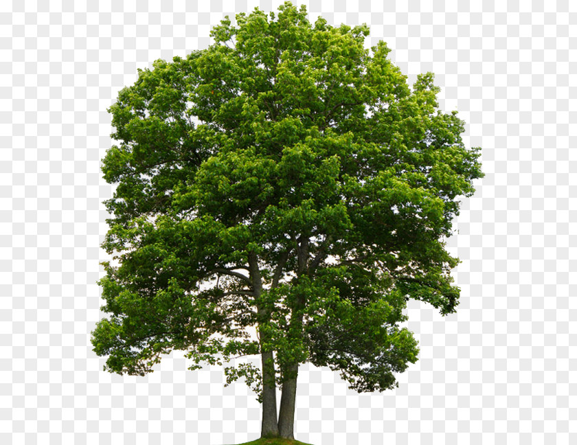 Tree Quercus Suber Northern Red Oak National Hardwood Lumber Association PNG