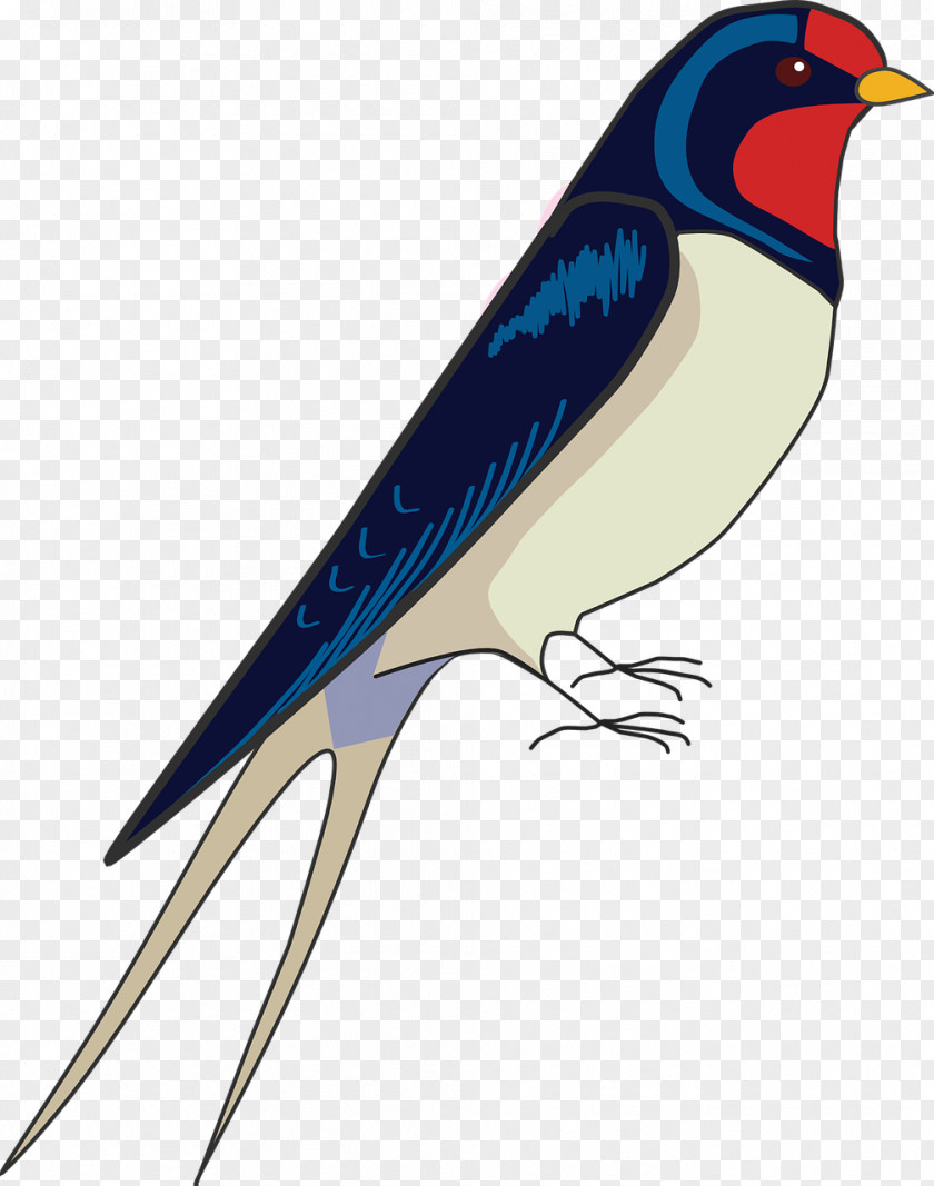 Flying Bird Barn Swallow Drawing PNG