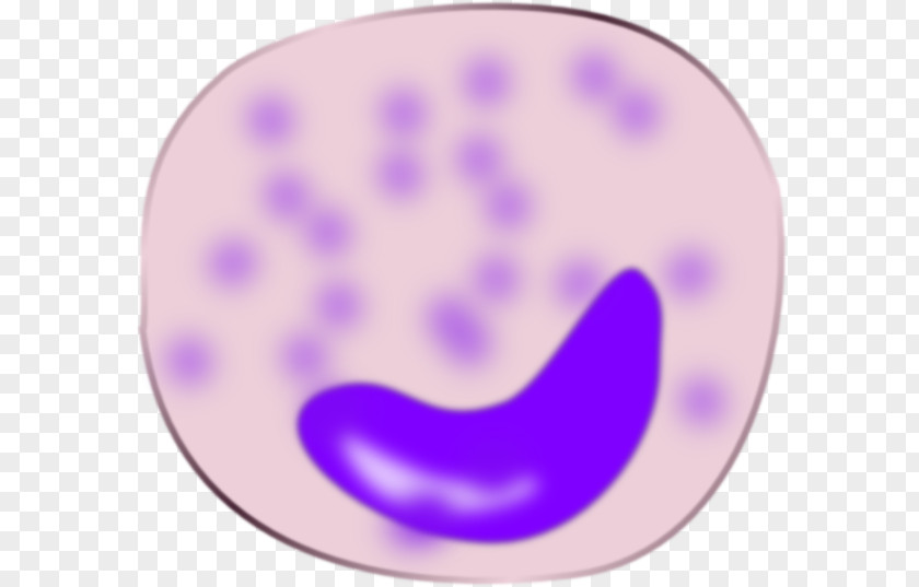Monocyte Cell Lymphocyte Macrophage Clip Art PNG