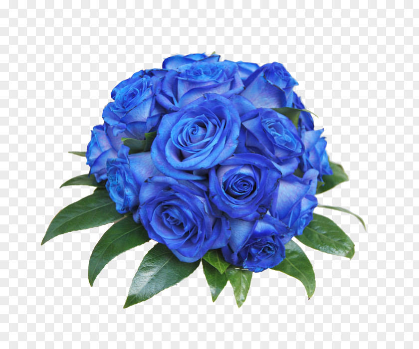 Flower Blue Rose Garden Roses Centifolia Cut Flowers PNG