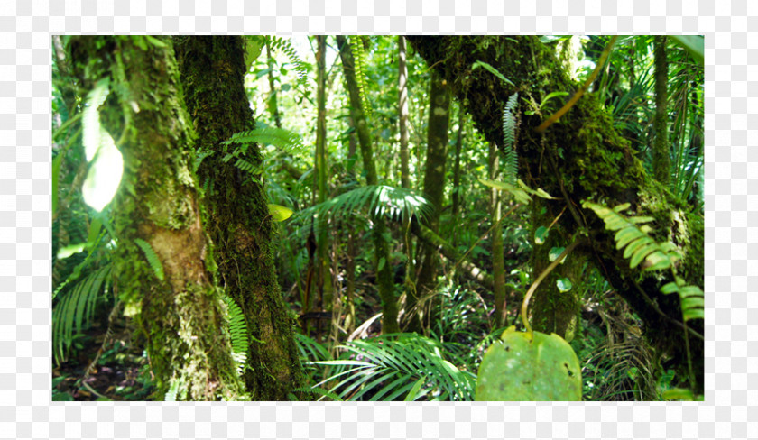 Forest Rainforest Valdivian Temperate Rain Tropical And Subtropical Coniferous Forests Moist Broadleaf PNG