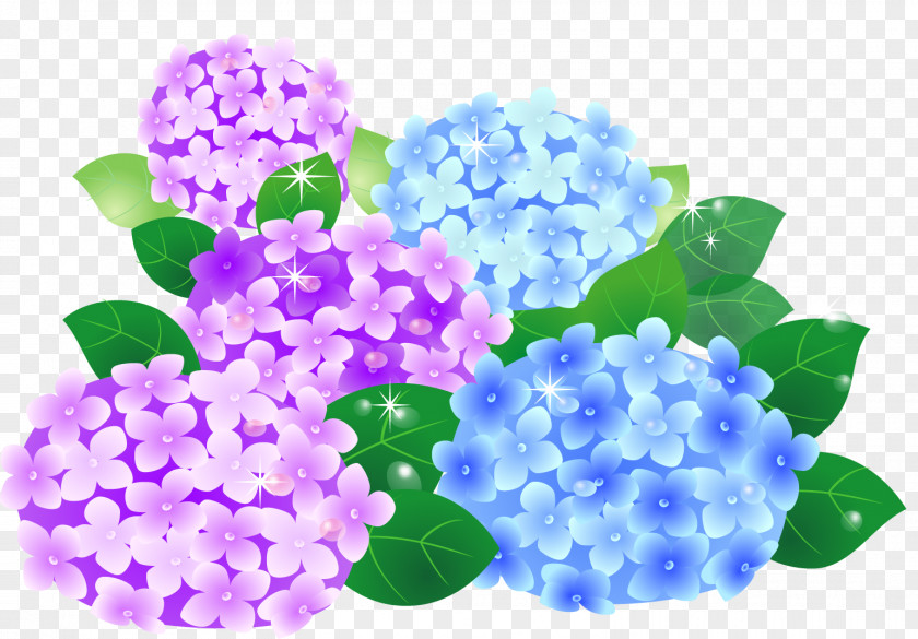 Hydrangea 鎌倉カルツォーネ French Nagasakibana Resort Camping Ground June 旬 PNG