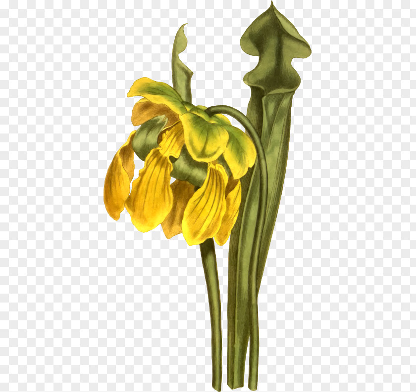 Yellow Flower Bush Name Nm Clip Art Openclipart Image PNG