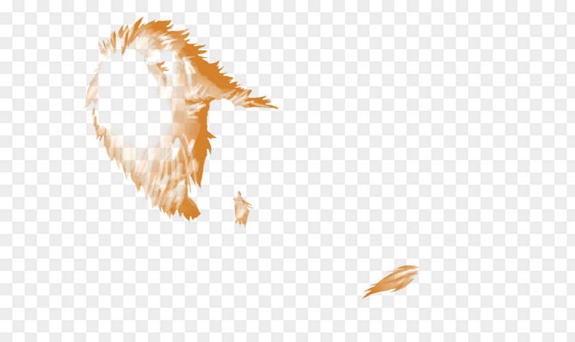 Bird Of Prey Beak Desktop Wallpaper Feather PNG