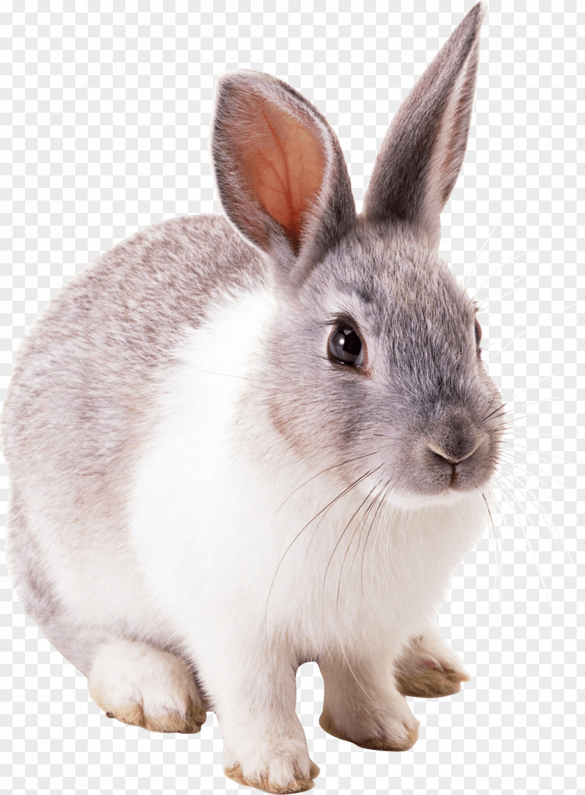 Rabbit Image Easter Bunny Hare Cottontail PNG