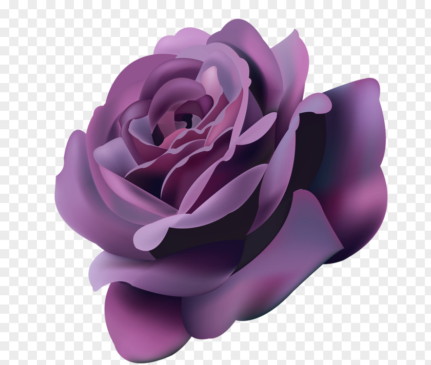 Rose Flower Purple Violet PNG