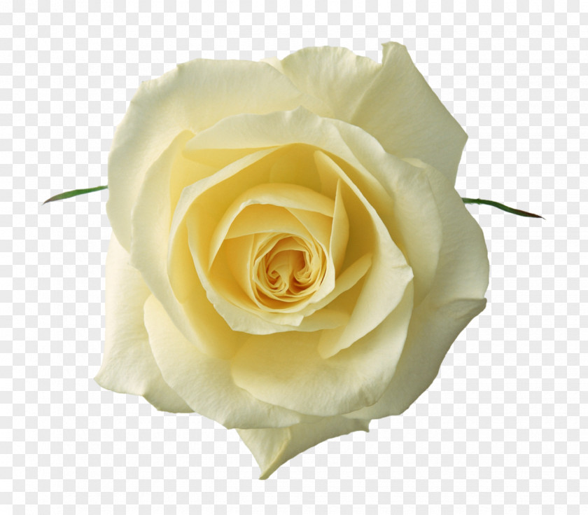 Rose Flower White Clip Art PNG