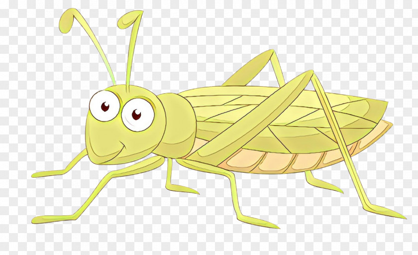 Grasshopper Locust Clip Art Insect Illustration PNG