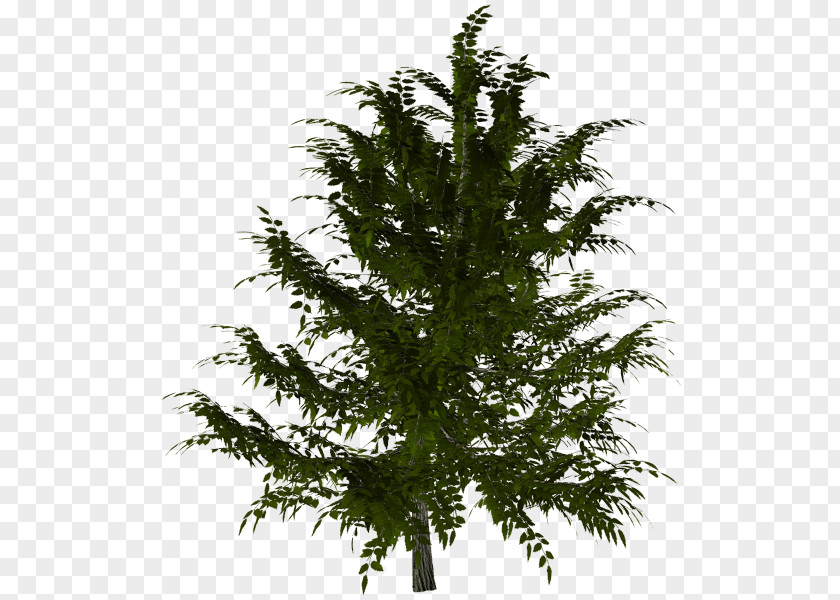 Leaf Spruce Larch Fir Evergreen Twig PNG