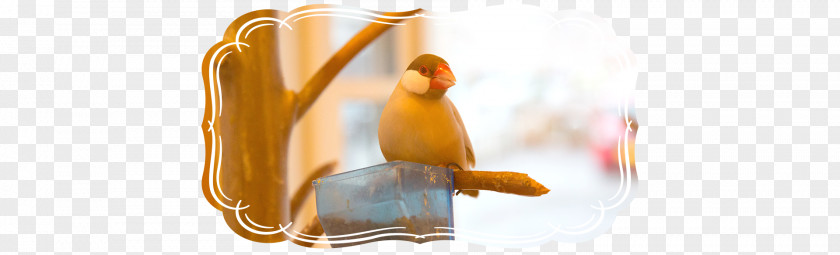 Birdcages And Birds Cafe Bird-cage Cockatiel Bird Cage PNG