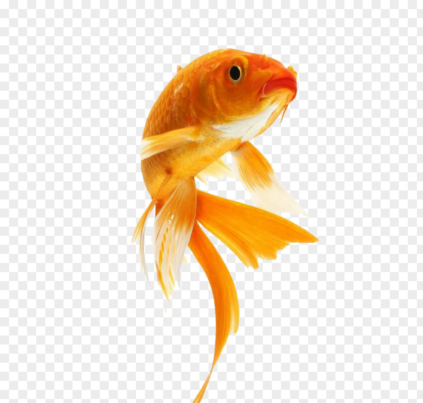 Cute Goldfish PNG goldfish clipart PNG