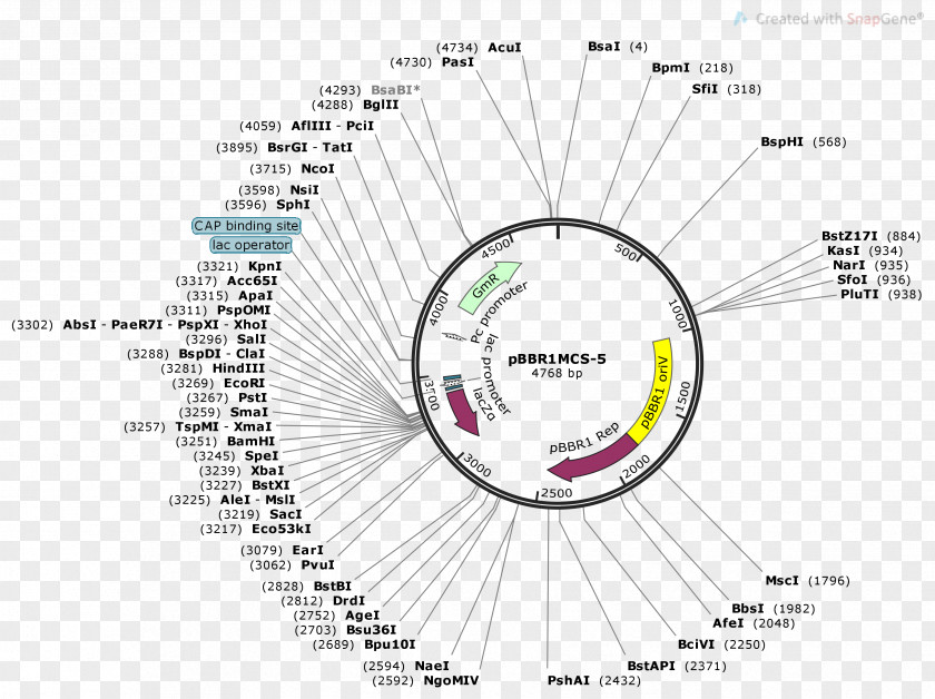 Dna Extraction Column Plasmid DNA Cosmid Electrophoresis Genetics PNG