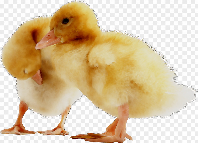 Duck American Pekin Chicken LinkedIn Feed Conversion Ratio PNG