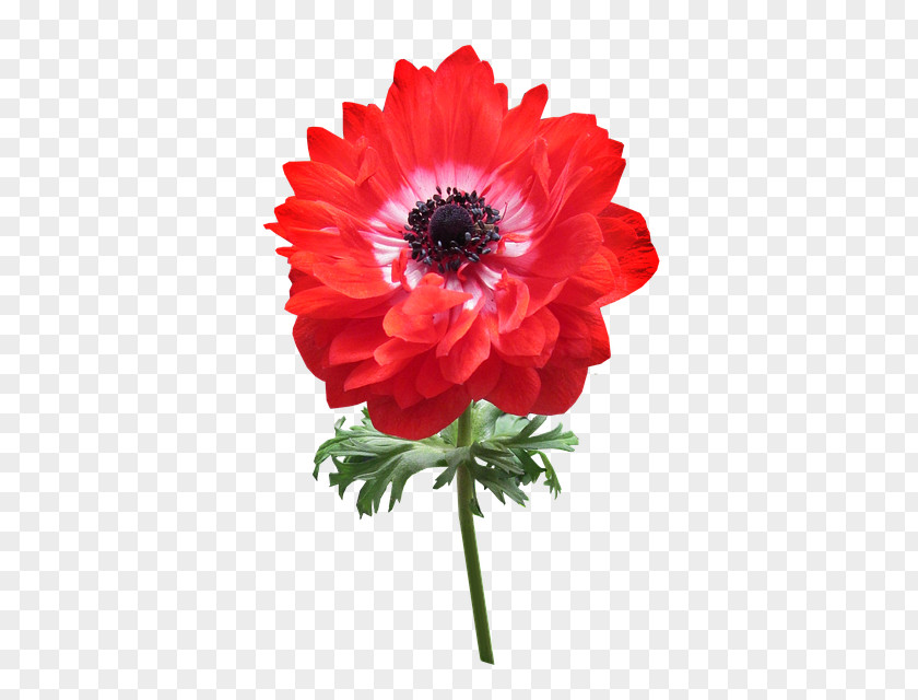 Flower Cut Flowers Image Anemone Tsvetomag PNG