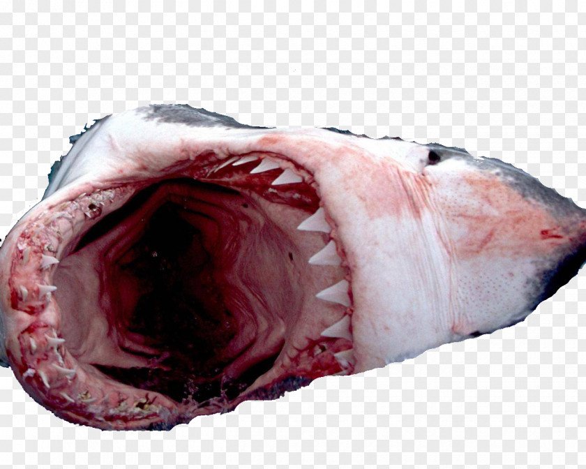 Pink Shark Fin Soup Finning Great White Attack Sand Tiger PNG