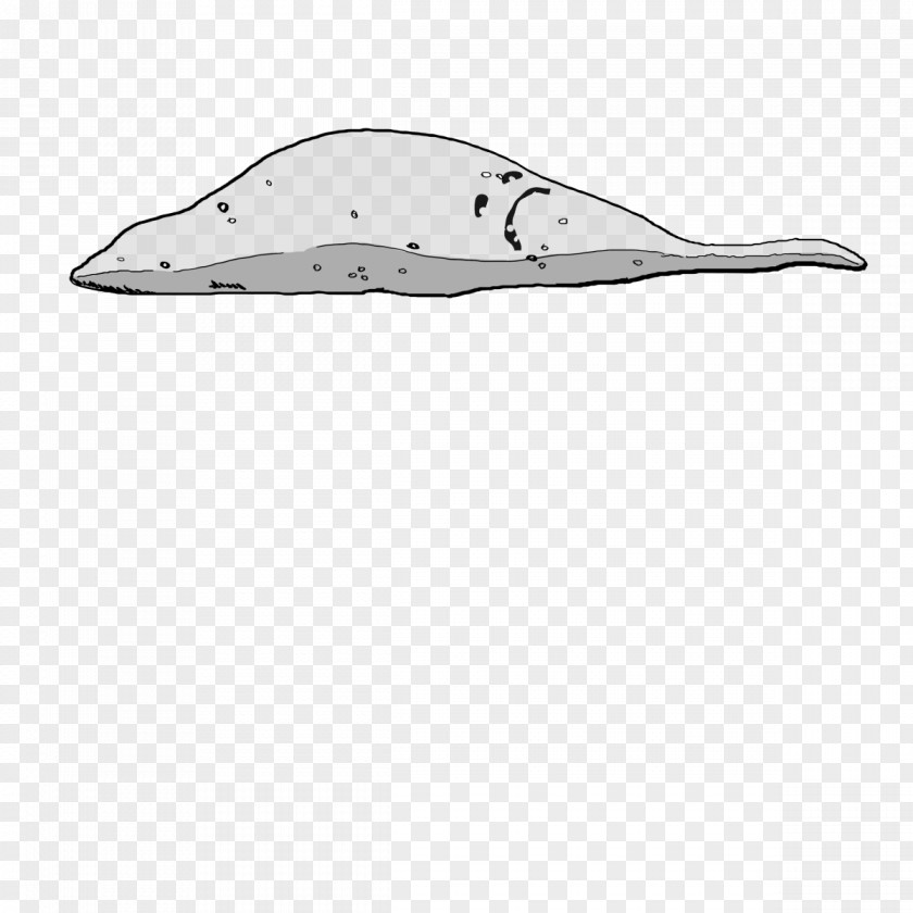 Slim Dolphin Porpoise Marine Mammal Cetacea Footwear PNG